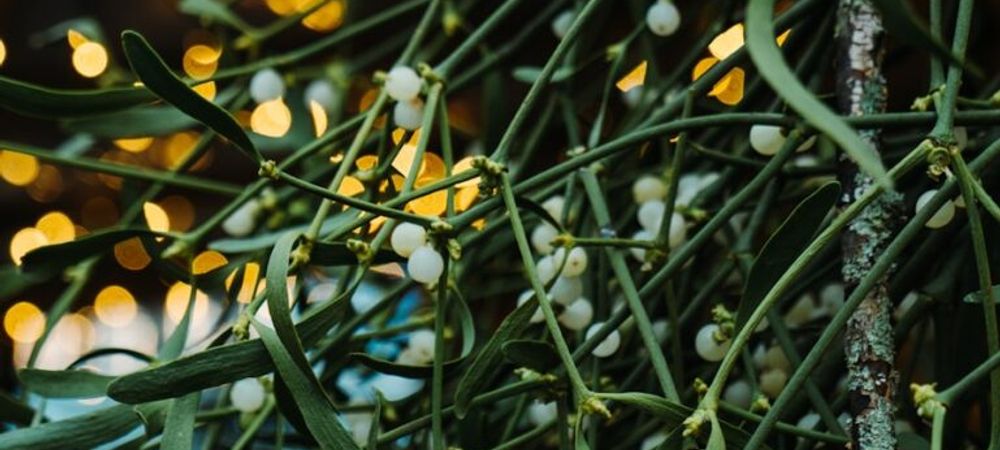 Nadal a la UB: les paraules més festives d’aquesta època de l’any